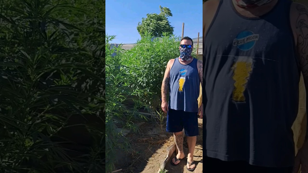 California back yard boogie - 2023 outdoor grow #shorts