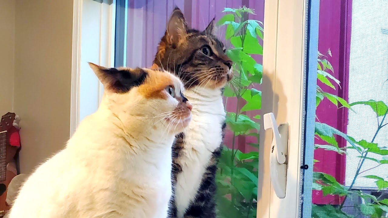 My Cats Want To Tell You About Their Crazy Lives