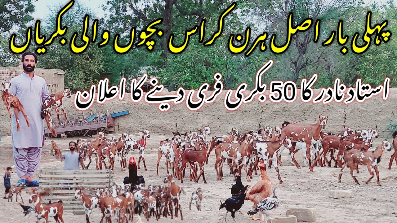 Original Barbari Bachon Wali Bakriayn | Hiran Cross Barbari Teddy Goat Breeds of Ustad Nadir Baloch