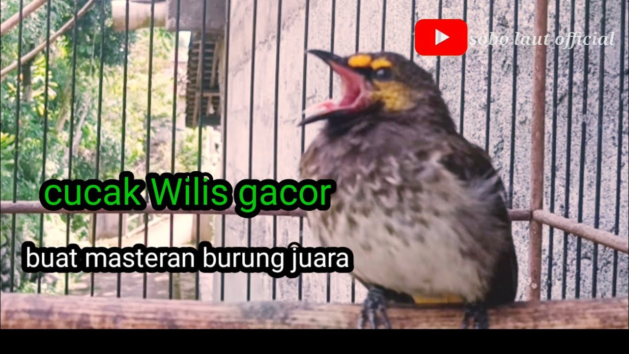 cucak Wilis gacor, cucak gacor, cucak wilis masteran