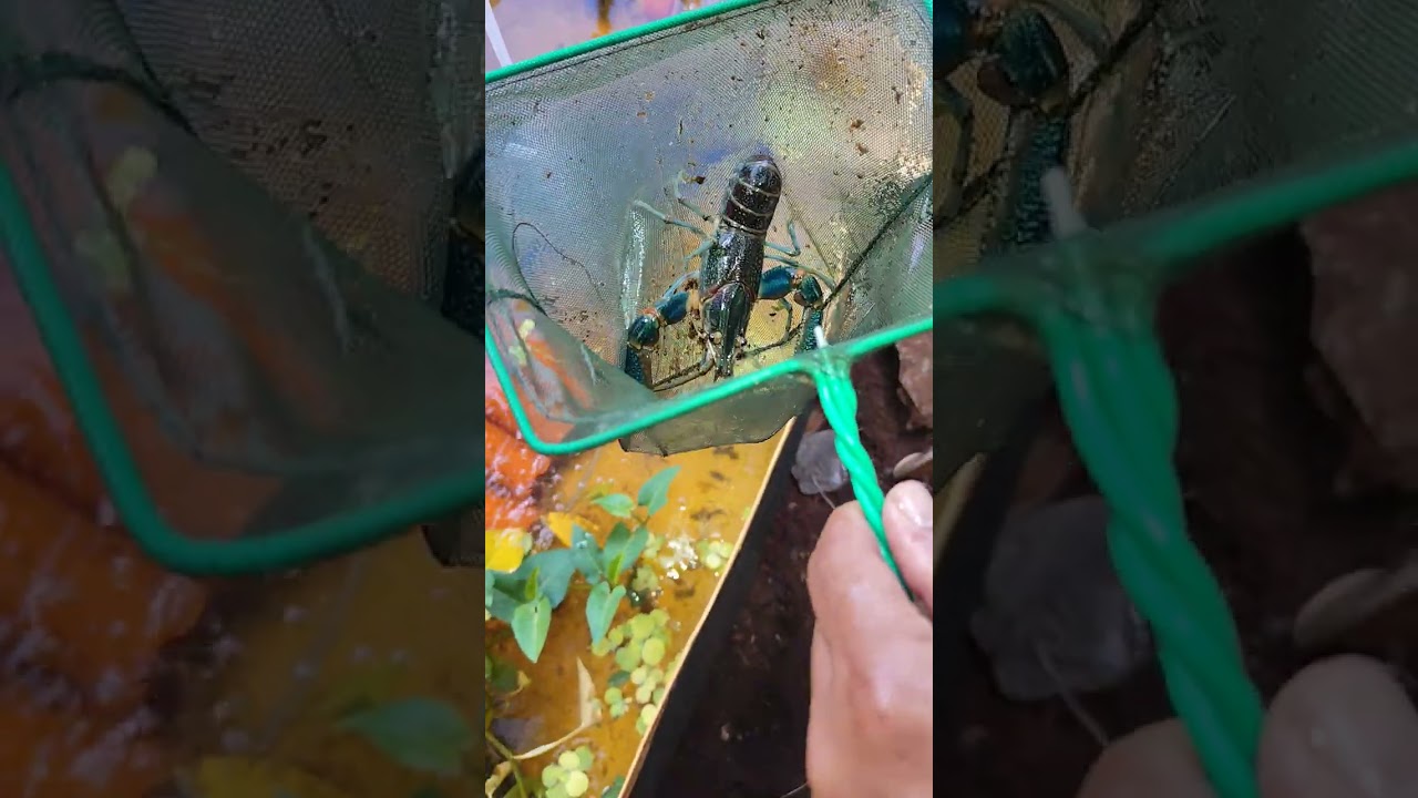 Update tayo ng Crayfish after two months