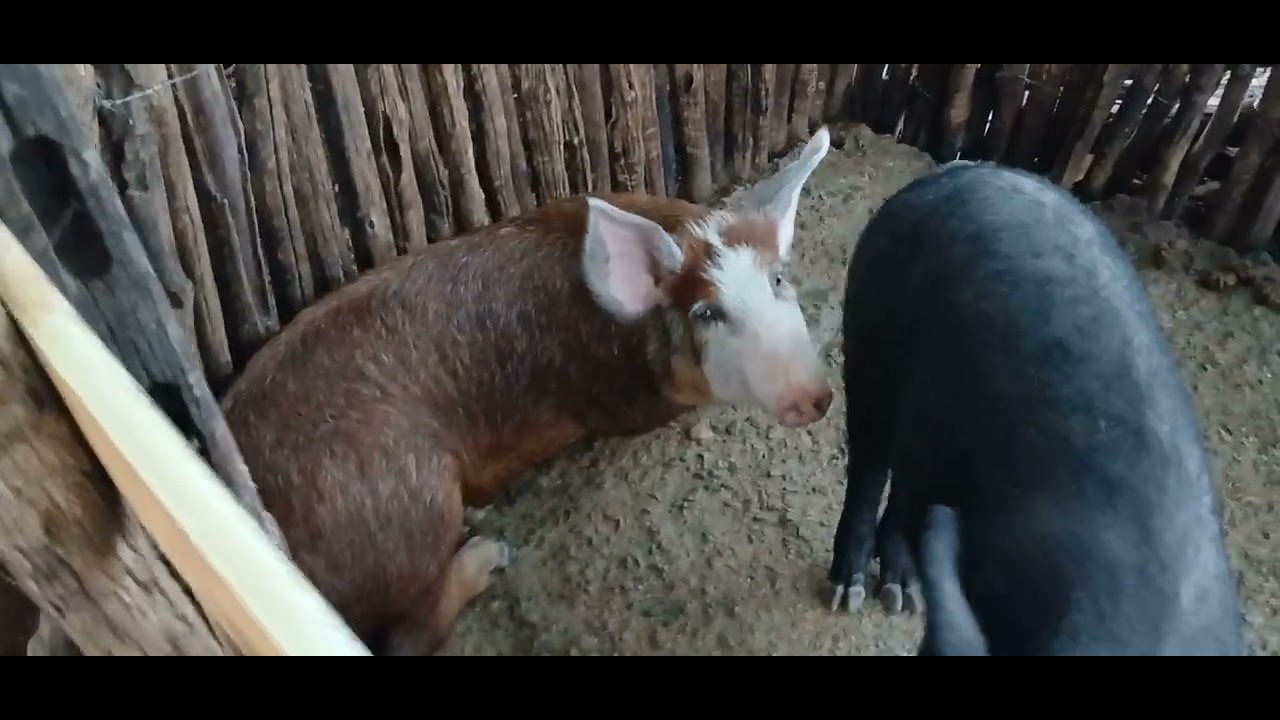 Mais um vídeo aqui gente pra você da roça.🌵