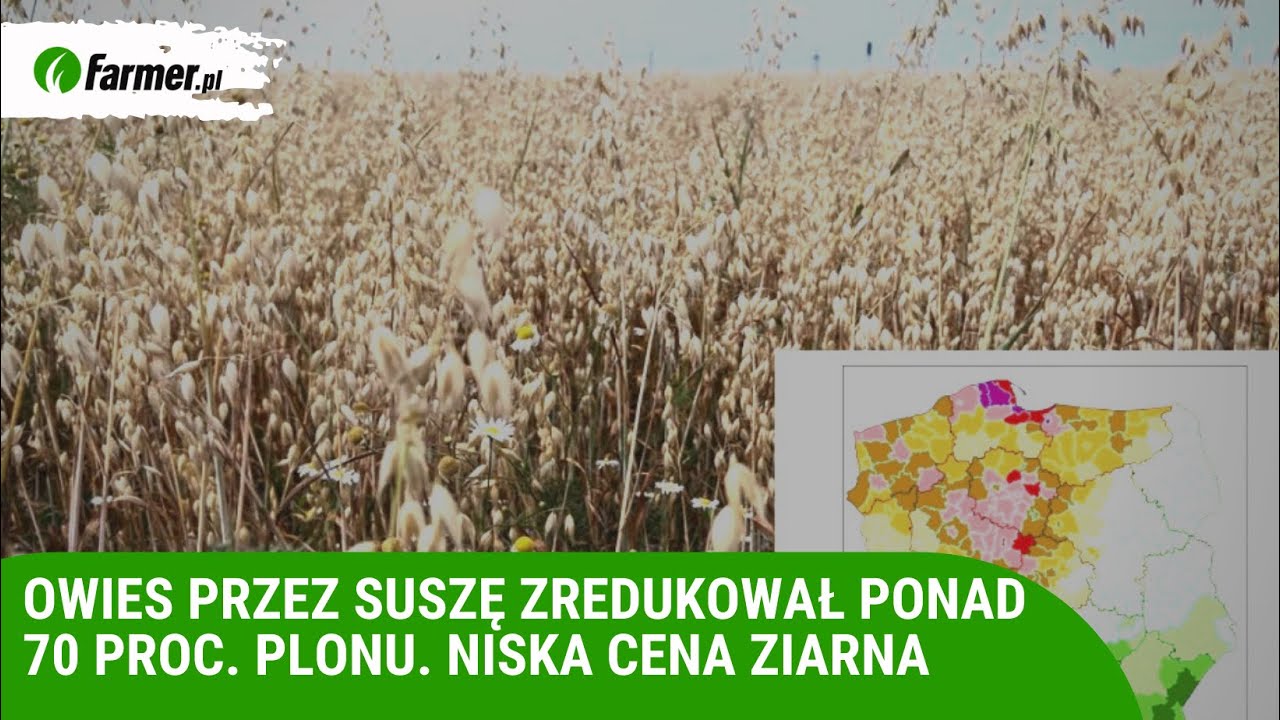 Owies przez suszę zredukował ponad 70 proc. plonu. Niska cena ziarna | Farmer.pl