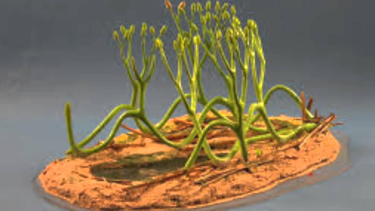 Arbuscular Mycorrhizal Fungi