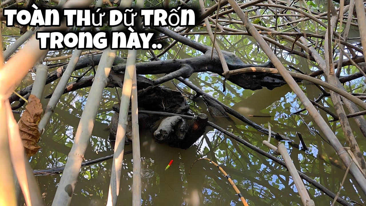 Tập 217 - C&acirc;u C&aacute; R&ocirc; Đồng H&ocirc;m Nay C&aacute; R&ocirc; Khủng Ăn Mạnh Giật Qu&aacute; Đ&atilde; Tay