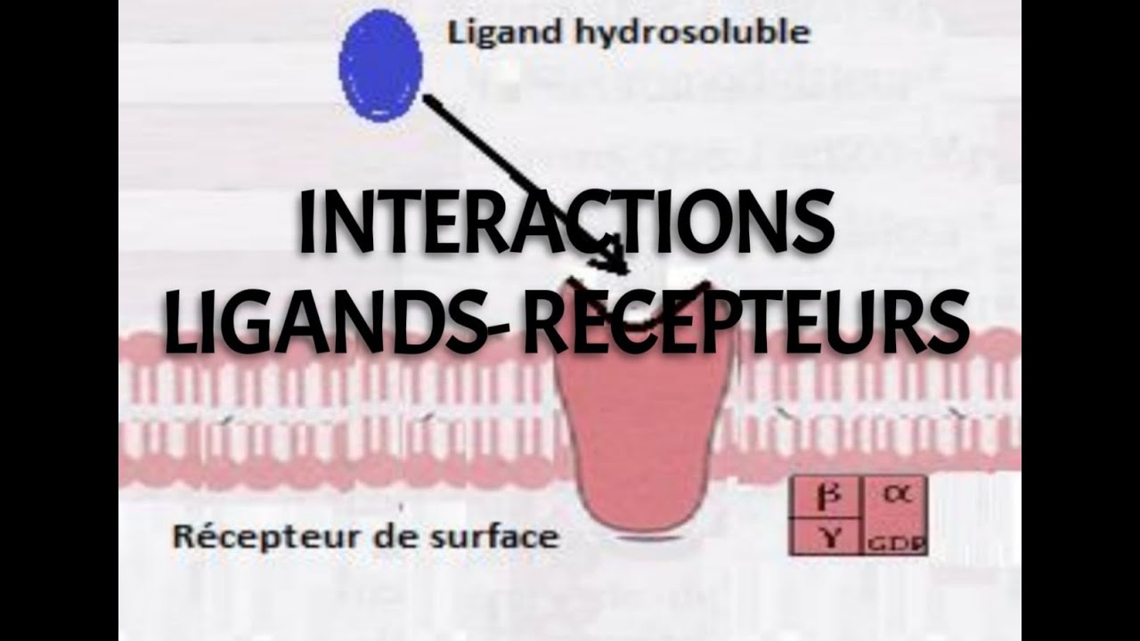 INTERACTION LIGANDS-RECEPTEURS
