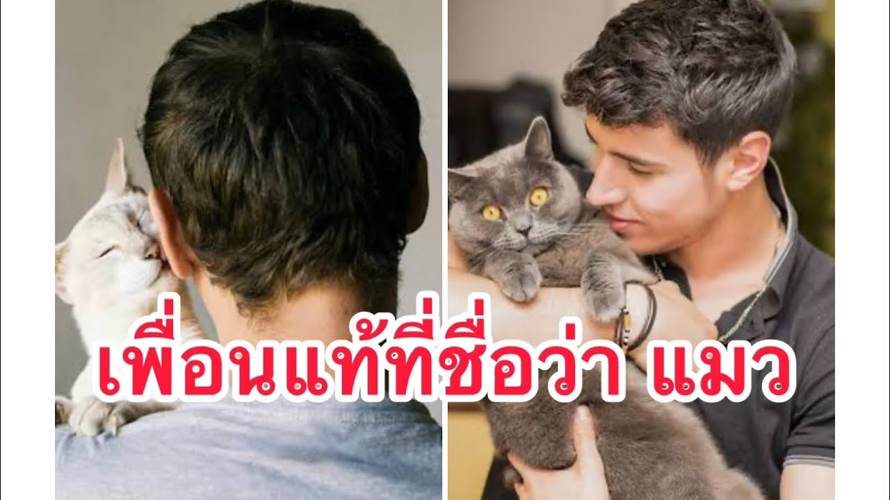 เพื่อนแท้ที่ชื่อว่าแมว