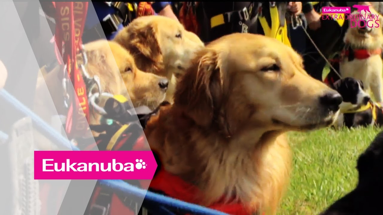 Hero Dogs Jumping from Helicopters - Part 1 | Extraordinary Dogs