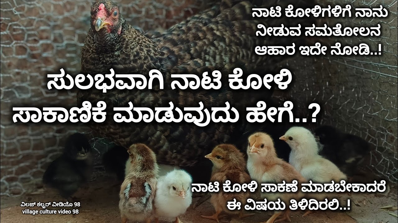 ಸುಲಭವಾಗಿ ನಾಟಿ ಕೋಳಿ ಸಾಕಾಣಿಕೆ ಮಾಡುವುದು ಹೇಗೆ?| naati koli farming | #naatikoli #countrychickenfarming