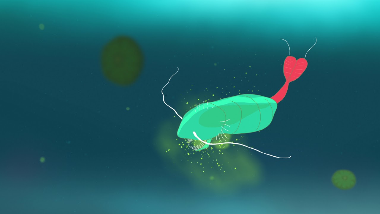 The Microbial Loop