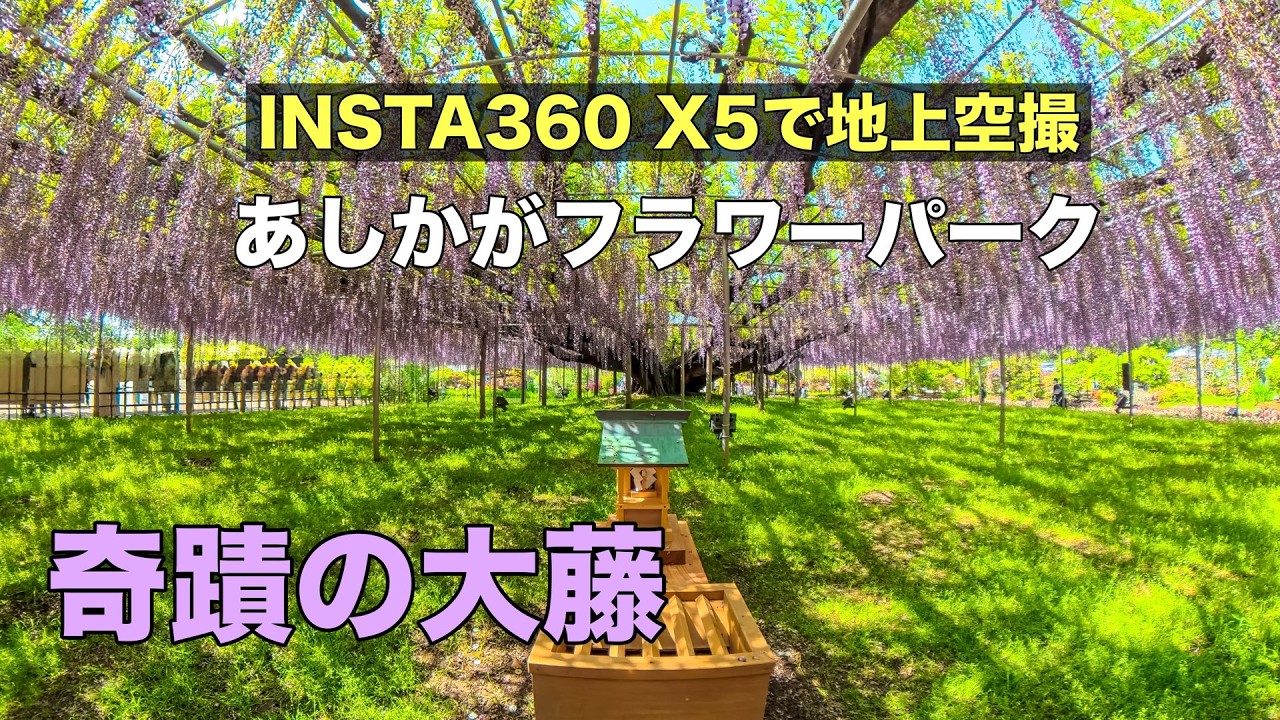 ドローン男子inあしかがフラワーパーク「Insta360 X5でふじのはな物語を地上空撮」栃木県