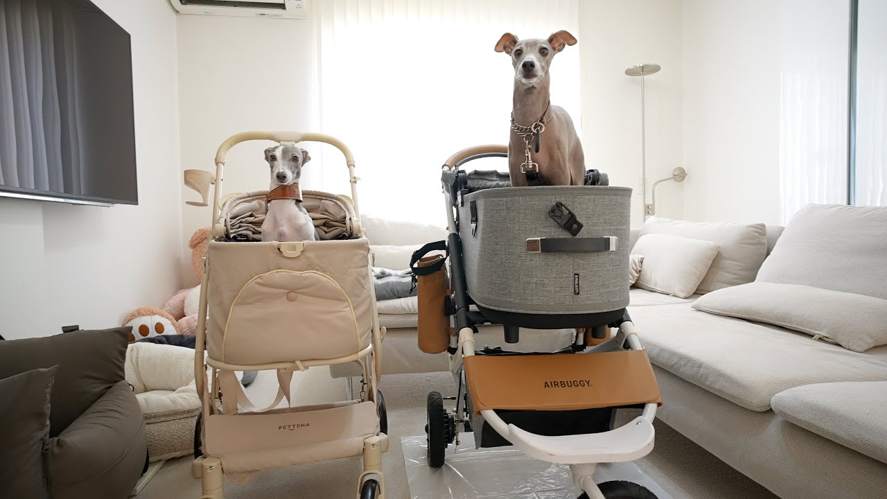 【ペットカート界に革命】最新モデルがここまで進化してた！？愛犬と徹底レビュー！！【PETTENA】【AIRBUGGY】