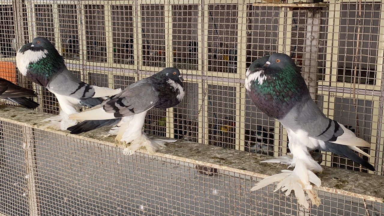 Pomeranian Pouter Pigeon | Fancy Pigeon Breed | World Unique Amazing Pigeon