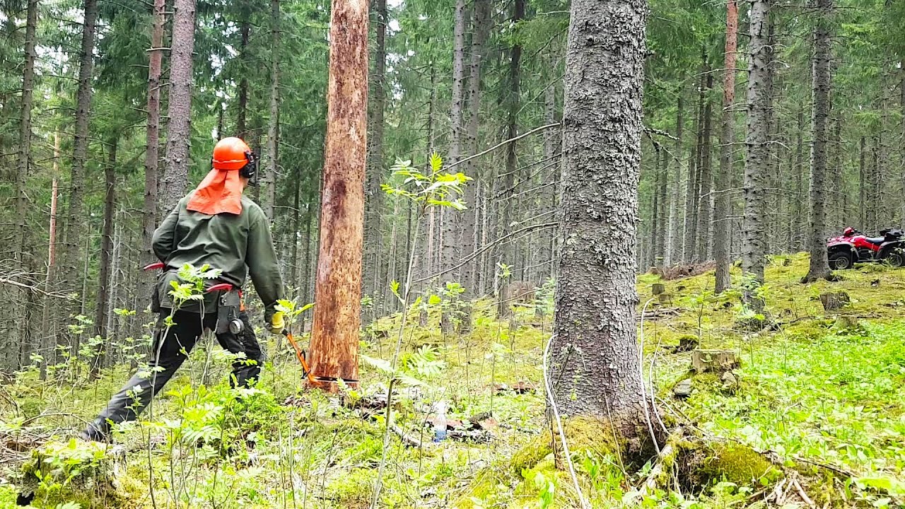 Kaksi isoa mäntyä nurin ja rankojen ajo loppuun! Rajalinja hukassa.