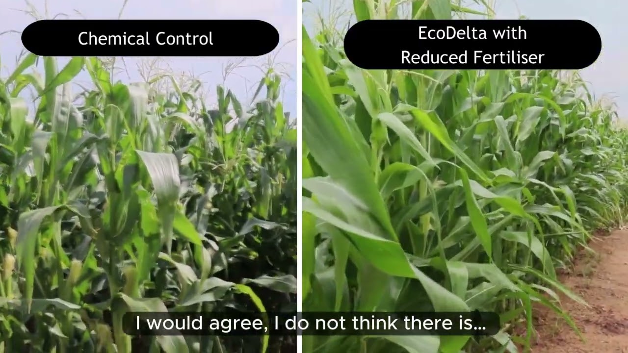 Ecosoil's Compost Tea and EcoDelta Nutrition - Results on grain