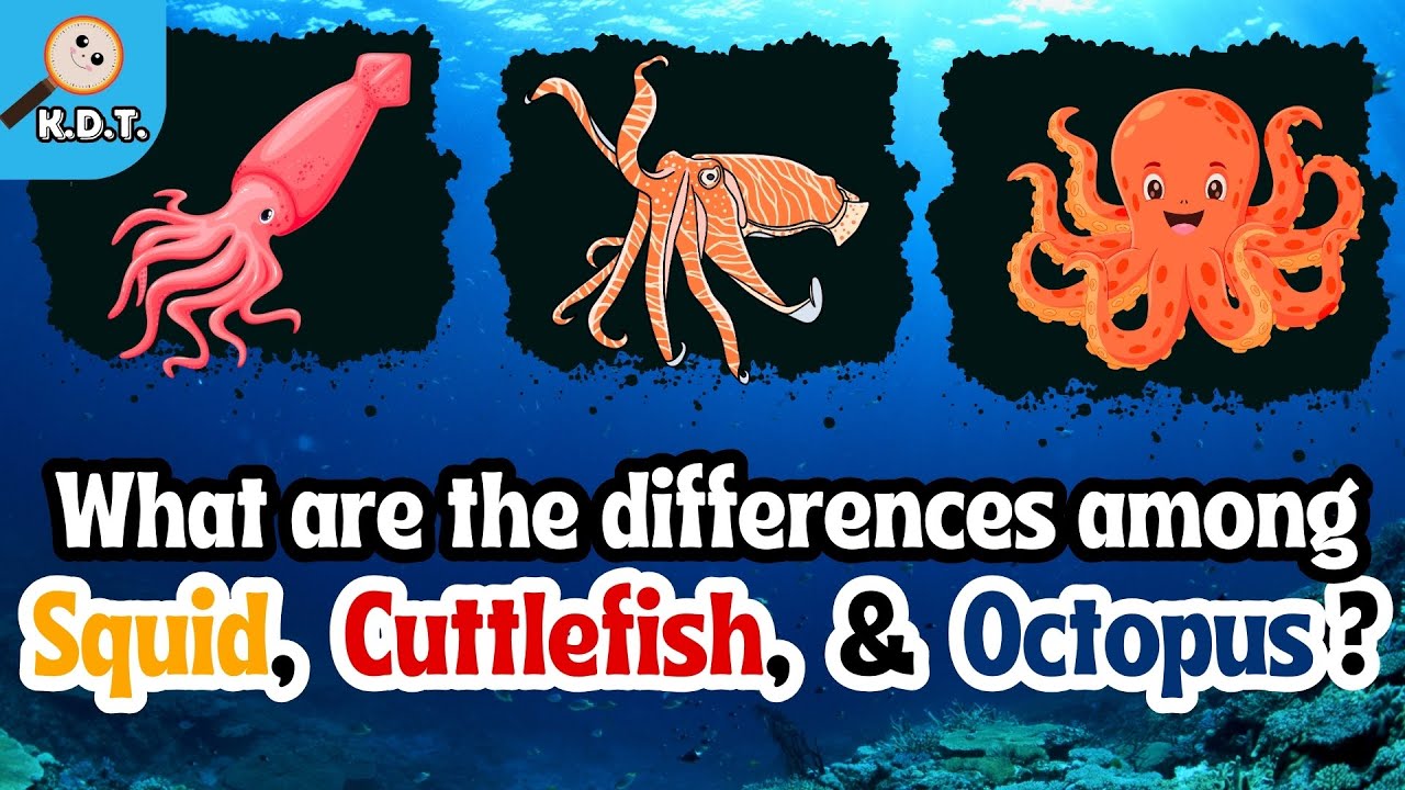 What are the differences in Squid, Cuttlefish and Octopus? | Discover Sea Animals