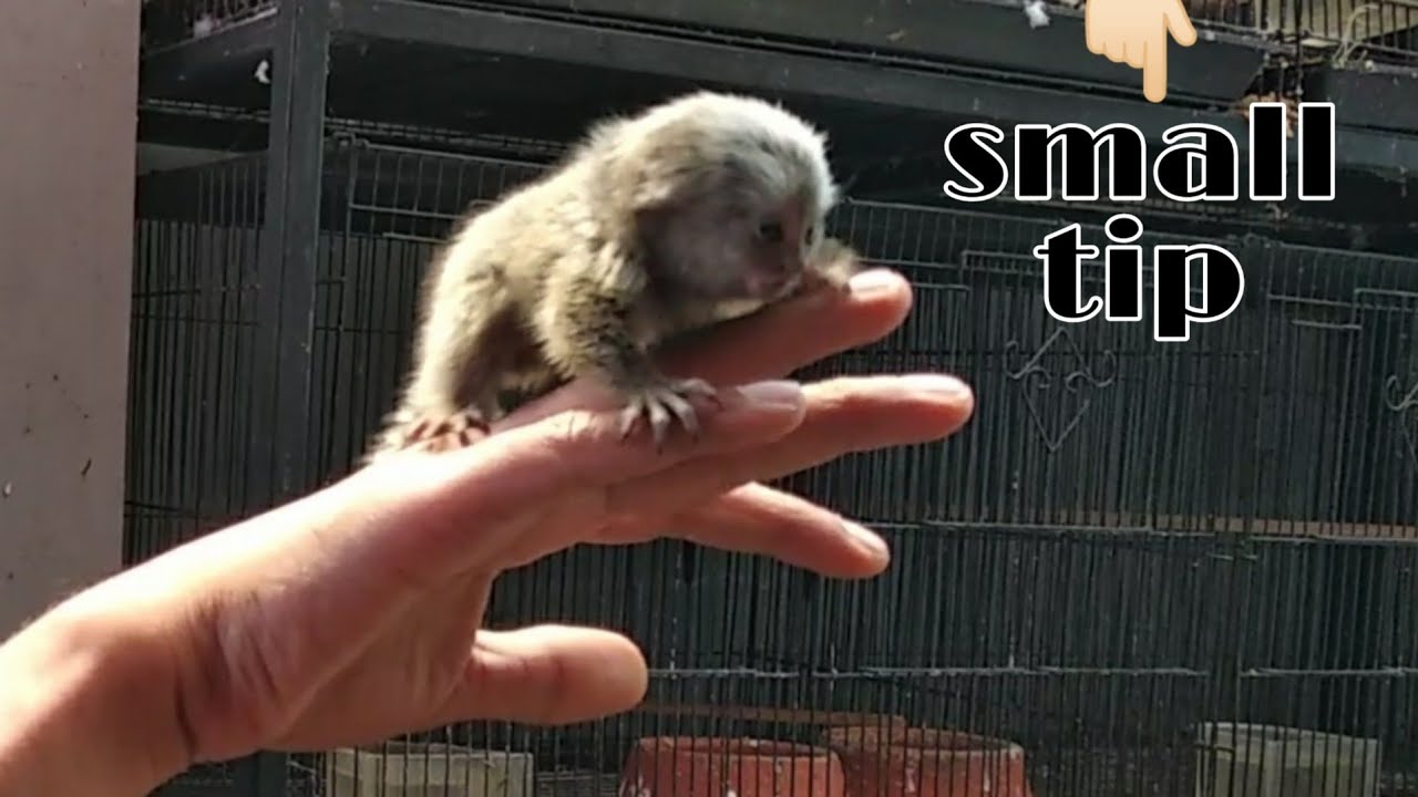 First day of training murmoset monkey.