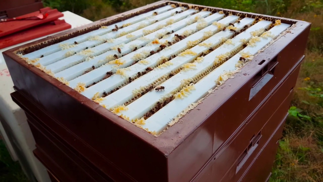 Nos abeilles remplissent les hausses de miellat de sapin