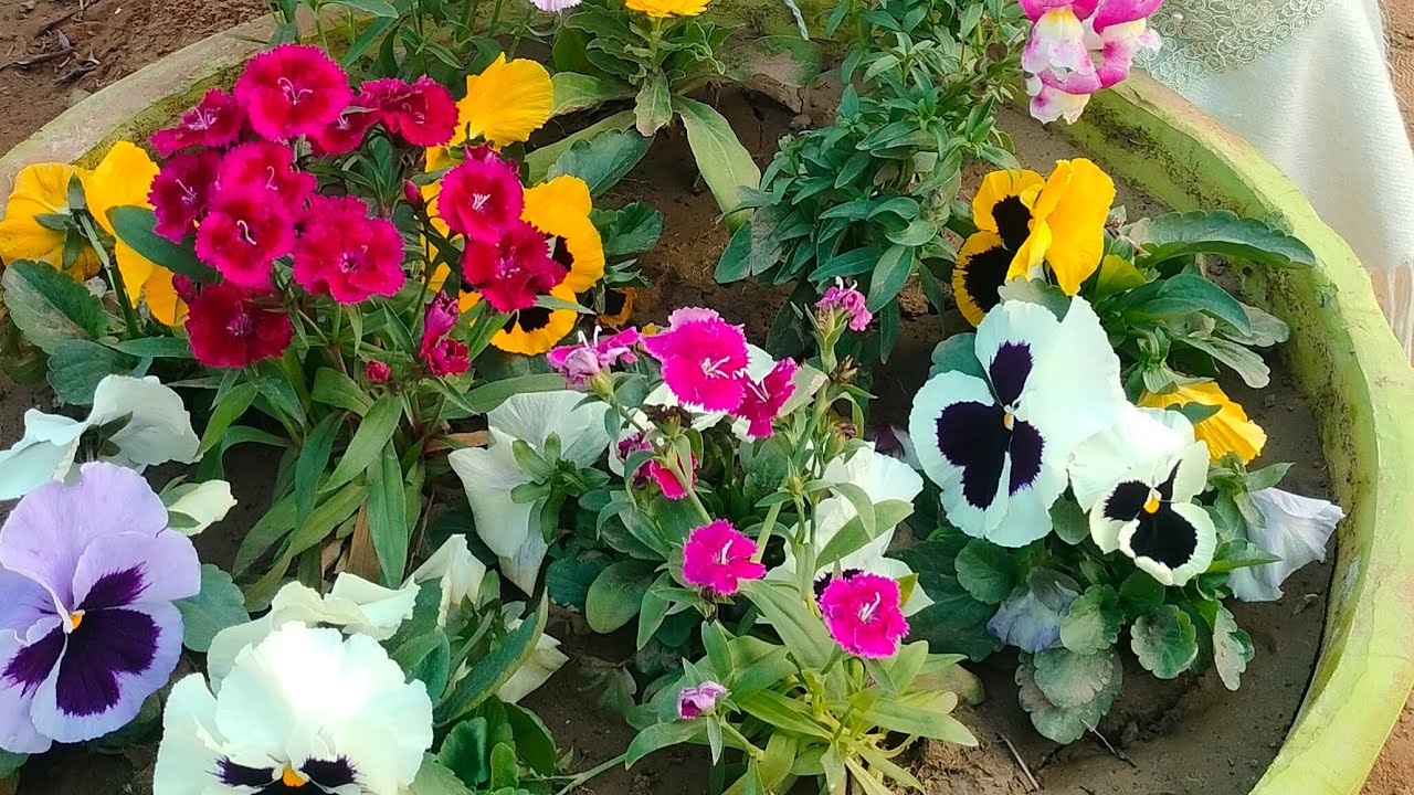 एक नए गार्डन की शुरुवात। हमने की  एक गार्डन की शुरुवात।