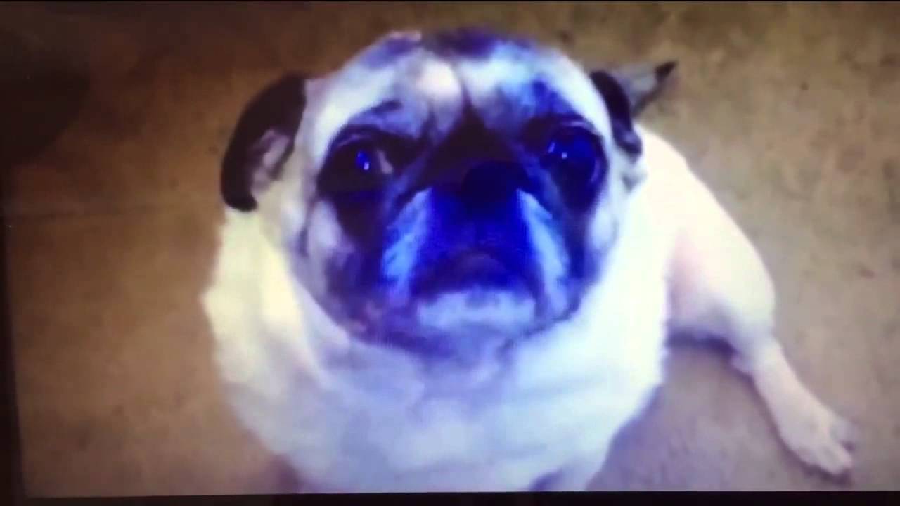 Ultimate Paranormal Activity Pug (Pugtivity)