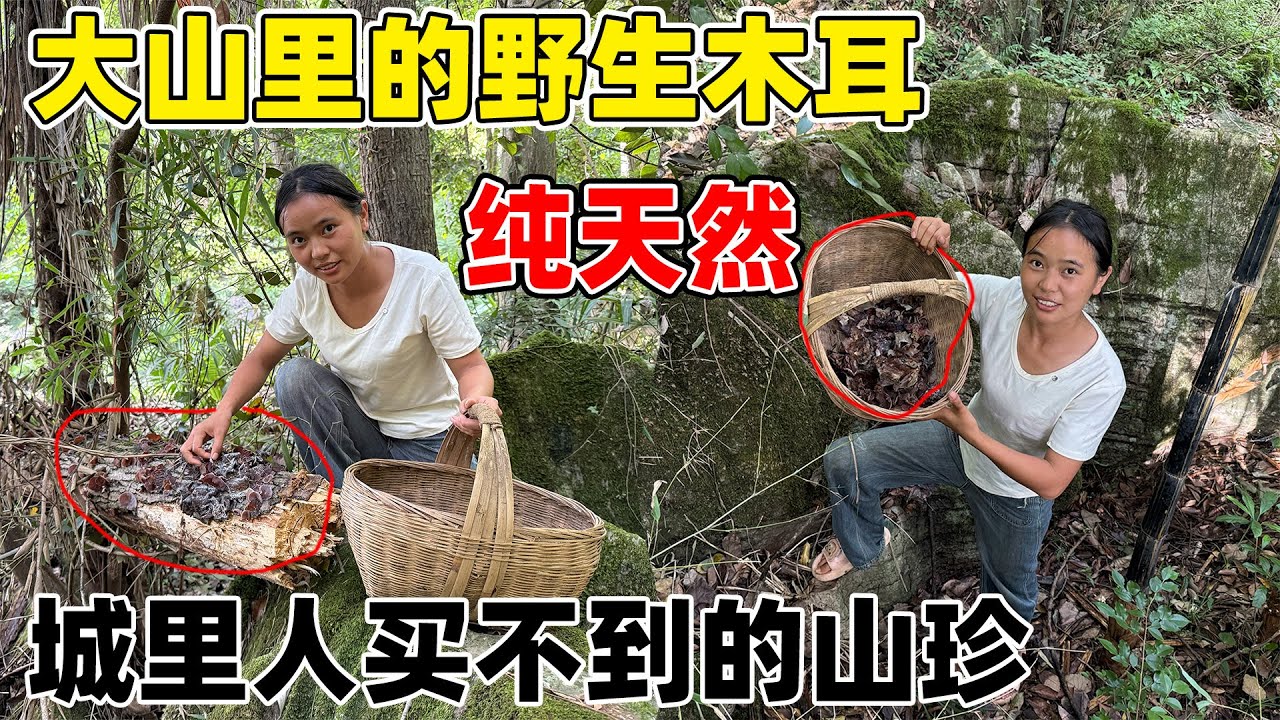 在大山深处竟然还藏着这样的宝贝 野生木耳，城里人想吃也买不到的山珍，太幸福了