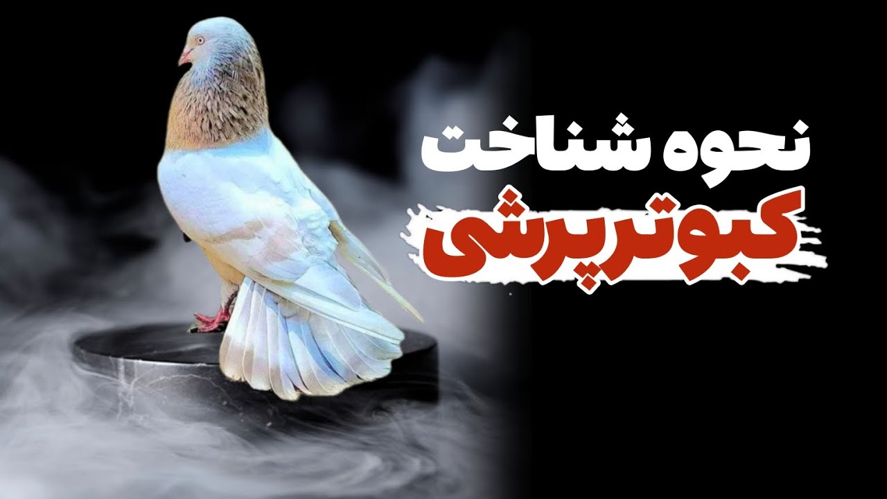 نحوه شناخت کبوتر پرشی بر اساس آناتومی و دُم آن
