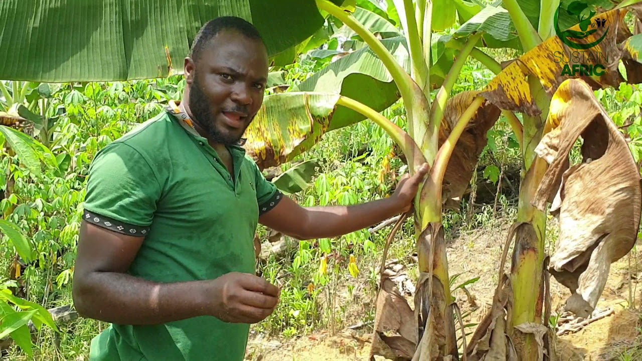 Plantain Farming in Cameroon and Africa.How to run a successful plantain farm.Recent Video.