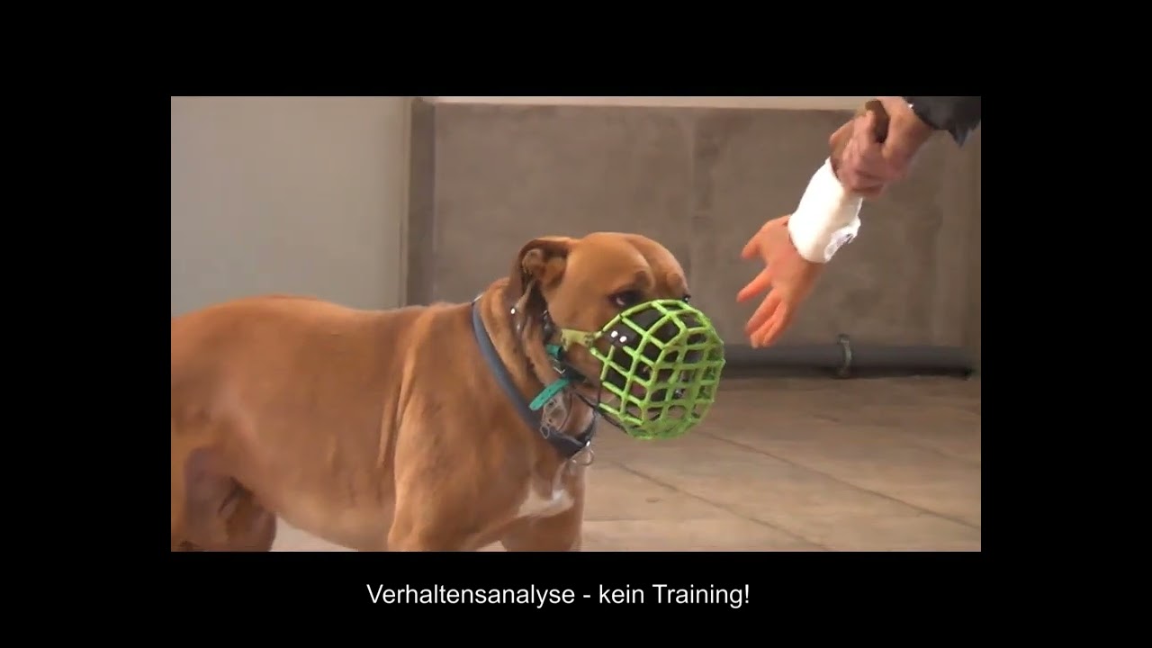 AGGRESSIVE HUNDE IM TIERHEIM – „sprachlose“ Impressionen!