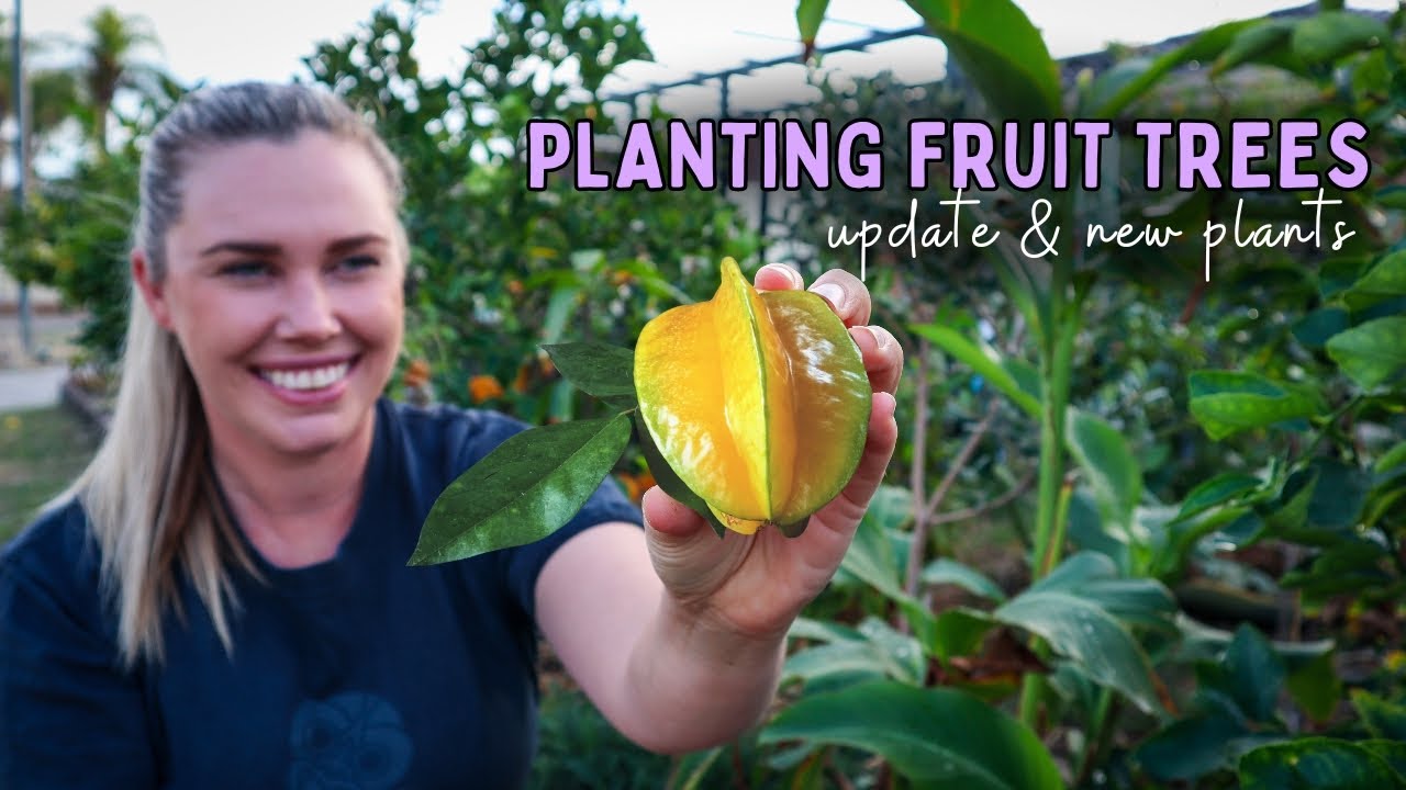 Planting SUBTROPICAL fruit trees + creating microclimates