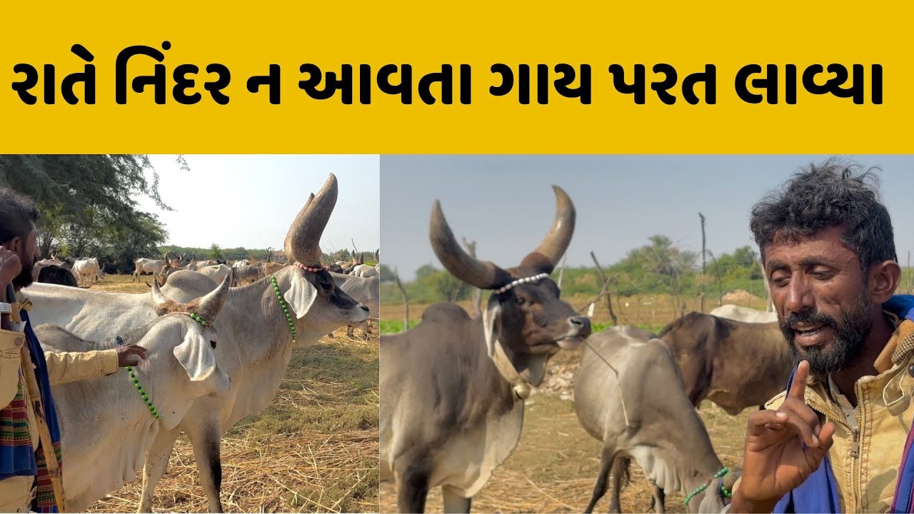 ૨૦ વર્ષ પેલા કાંકરેજ ગાયો કેવી હતી 😱🤷🏻‍♂️