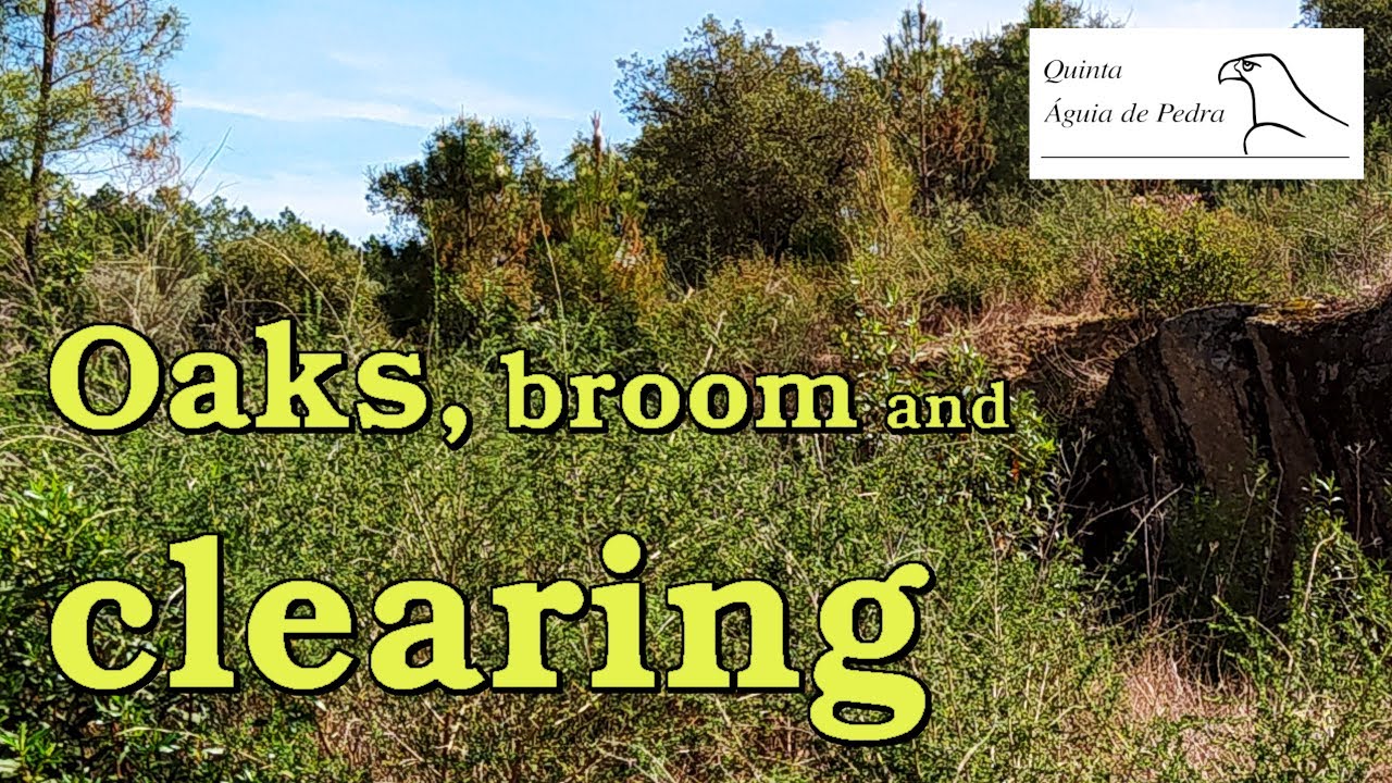 Reforesting part 1 - Oaks, broom and clearing by hand - Reupload