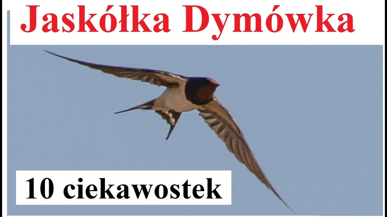 Jask&oacute;łka Dym&oacute;wka - 10 ciekawostek