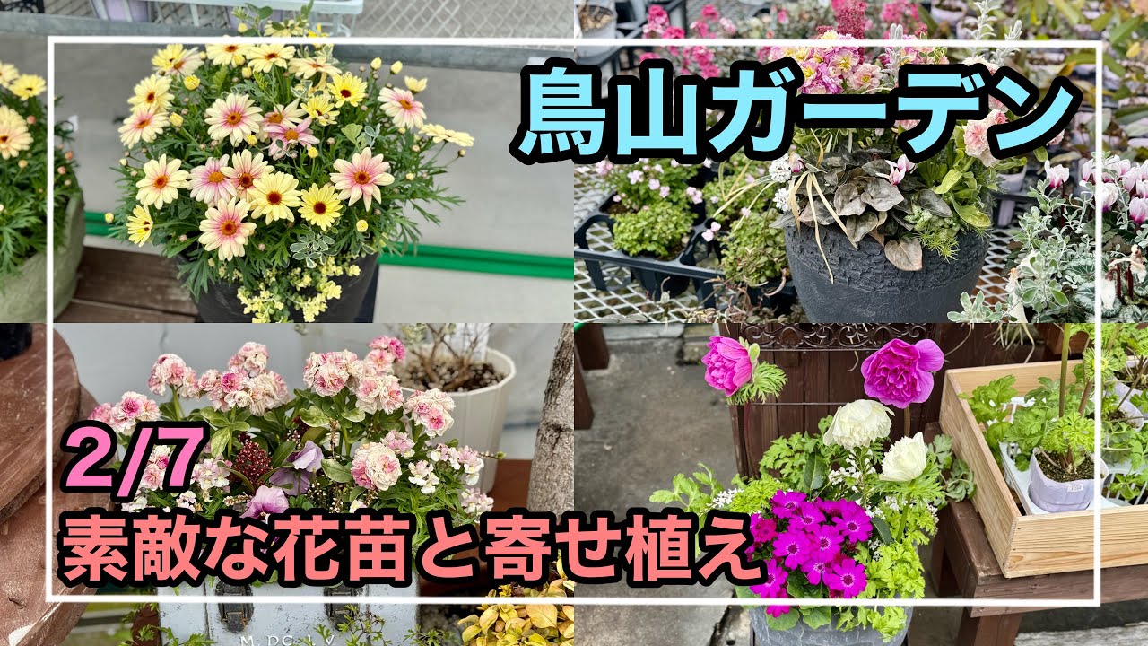［園芸店］鳥山ガーデンへ2/7から土日のみの花苗の販売が開始したので行ってきました。