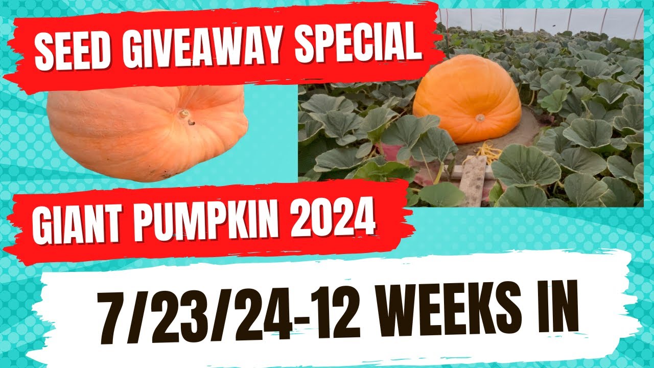 7/23/24 Pumpkin Update – 12 Weeks In!