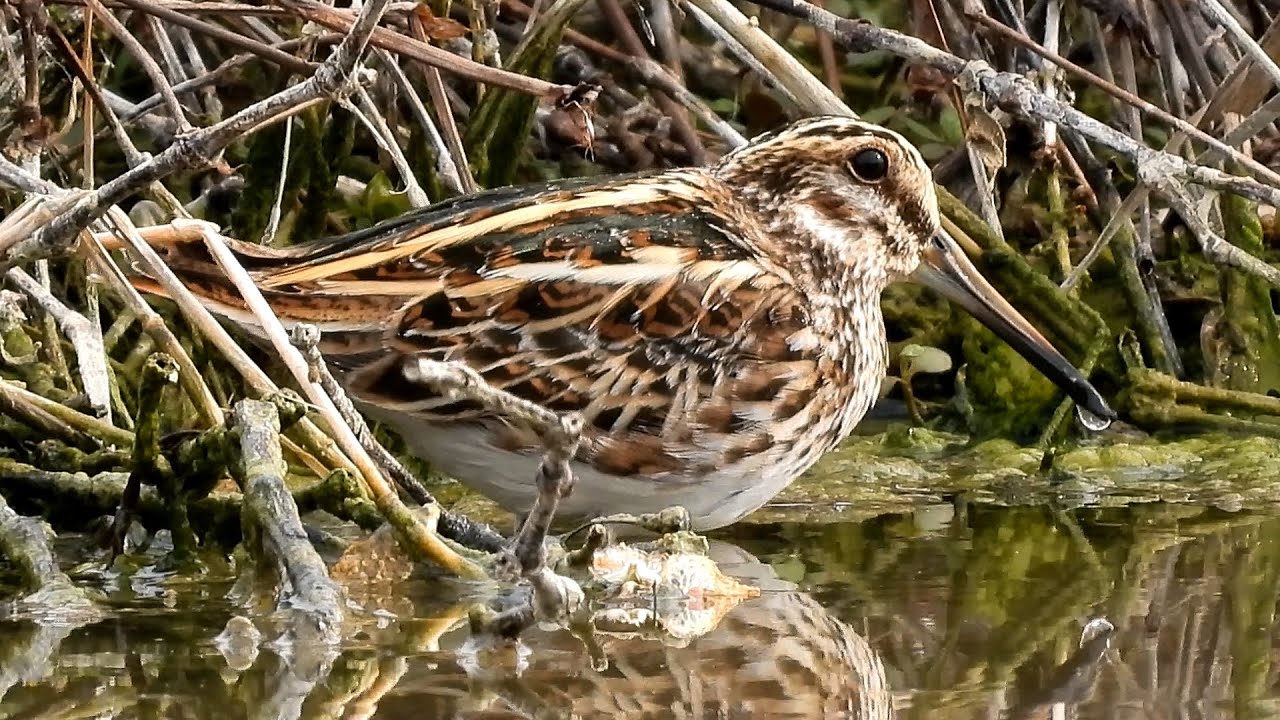 Birdwatching in marzo nel Centro Cicogne e Anatidi di Racconigi