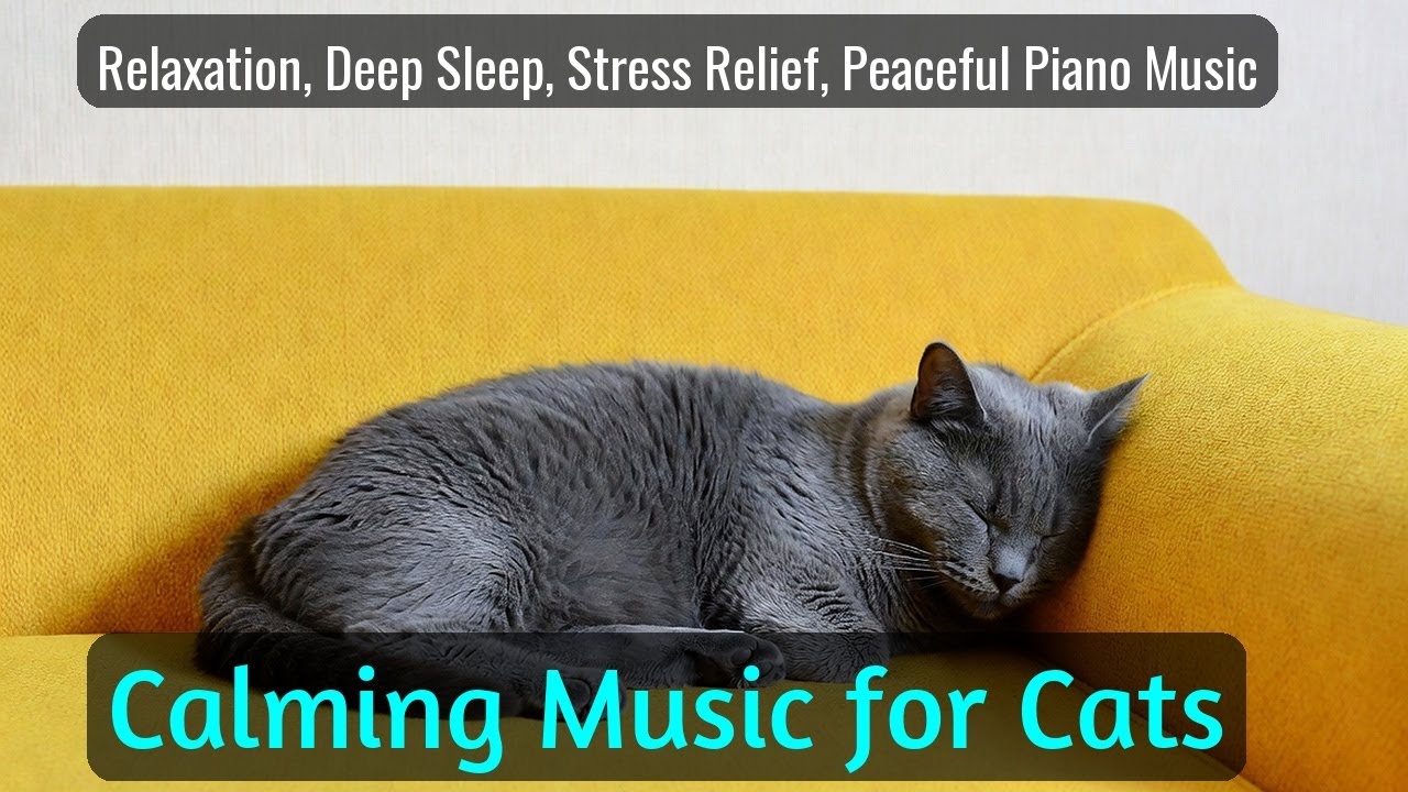LIVE 😴 Slow Chill Beats for Cat Nap Time 🐱 | Season 73