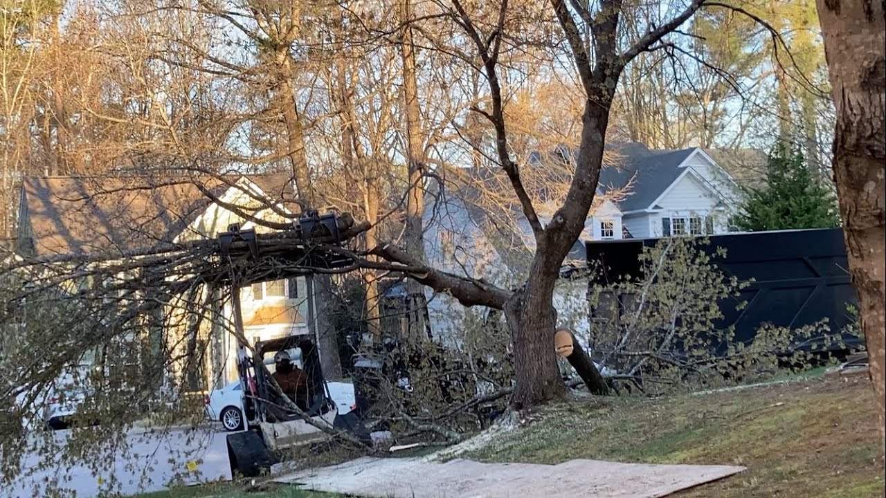 2400.00 to cut, remove and trim our trees in Raleigh NC | March 14 2026