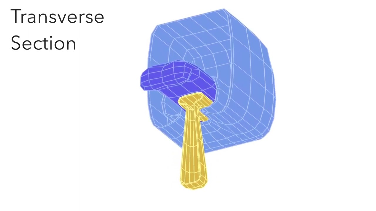 Animated Embryology  (Embryo Folding  Amniotic Cavity & Yolk Sac)