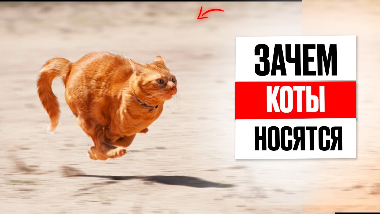 ТОП-8 Причин, почему коты носятся как угорелые (и как это связано с вами)