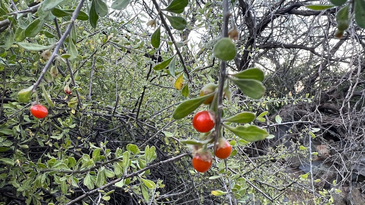 AZ Plant Reviews: Goji Berry /Wolfberry (Lycium barbatum)