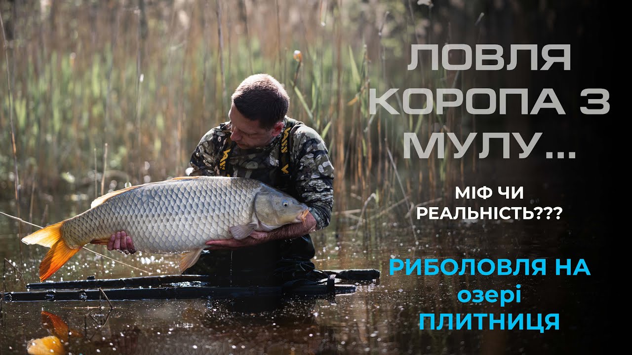 Ловля коропа з мулу. Міф чи реальність? Риболовля на озері Плитниця.