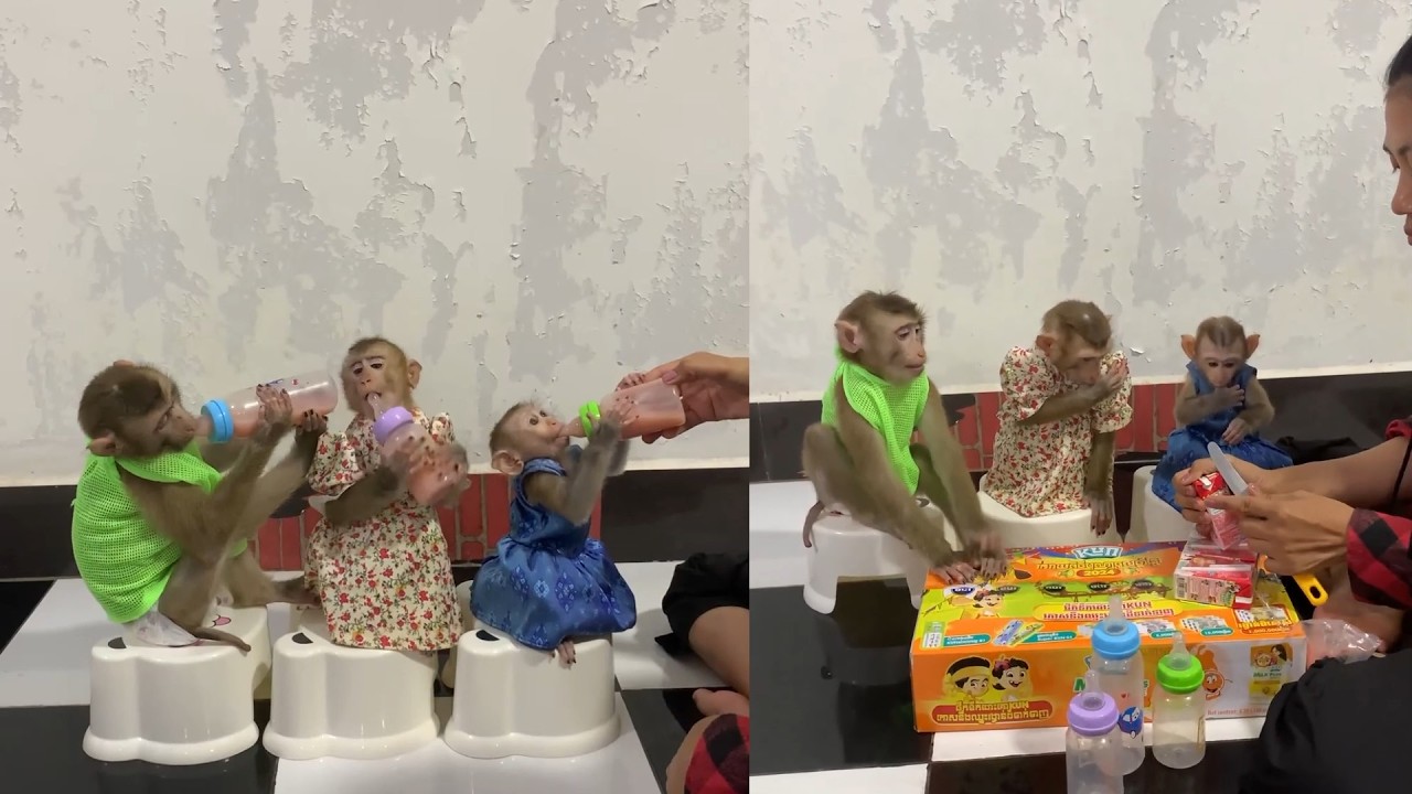Three Baby Monkeys Dress Up & Enjoy Their Milk 🐵🍼💕
