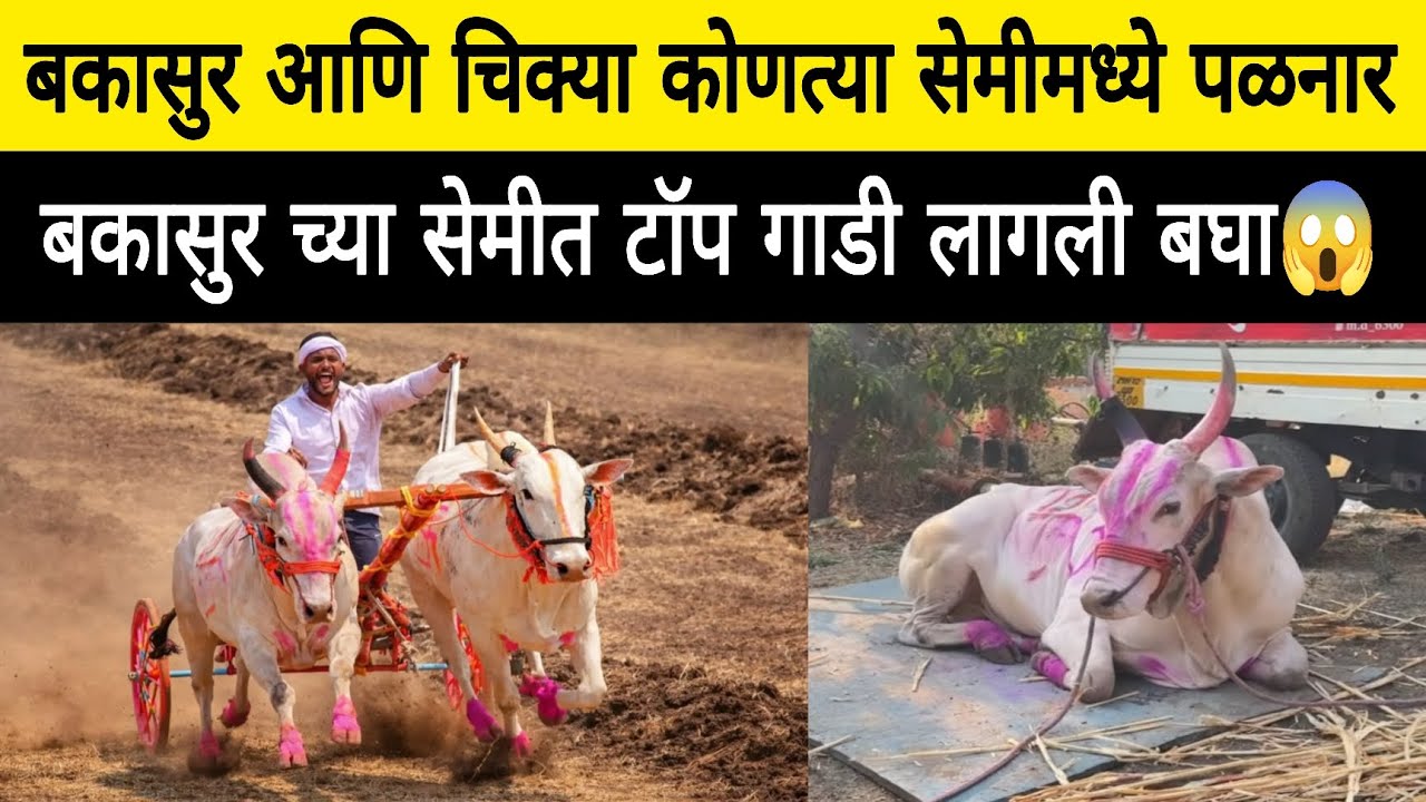 बकासुर आणि चिक्या कोणत्या सेमीमध्ये पळनार सेमी मध्ये टॉप ची गाडी लागली 😱 नक्की कोणती बघा 🔥