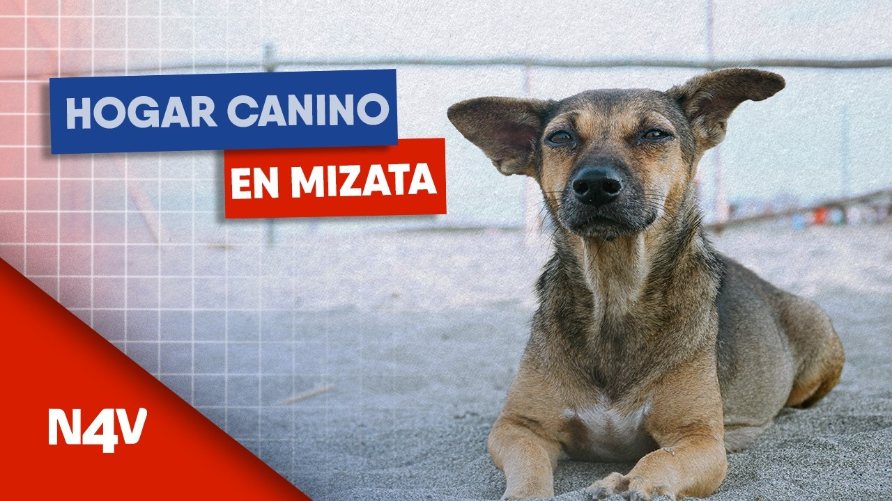Santuario de perros en Playa Mizata, La Libertad | Noticias 4 Visión | El Salvador