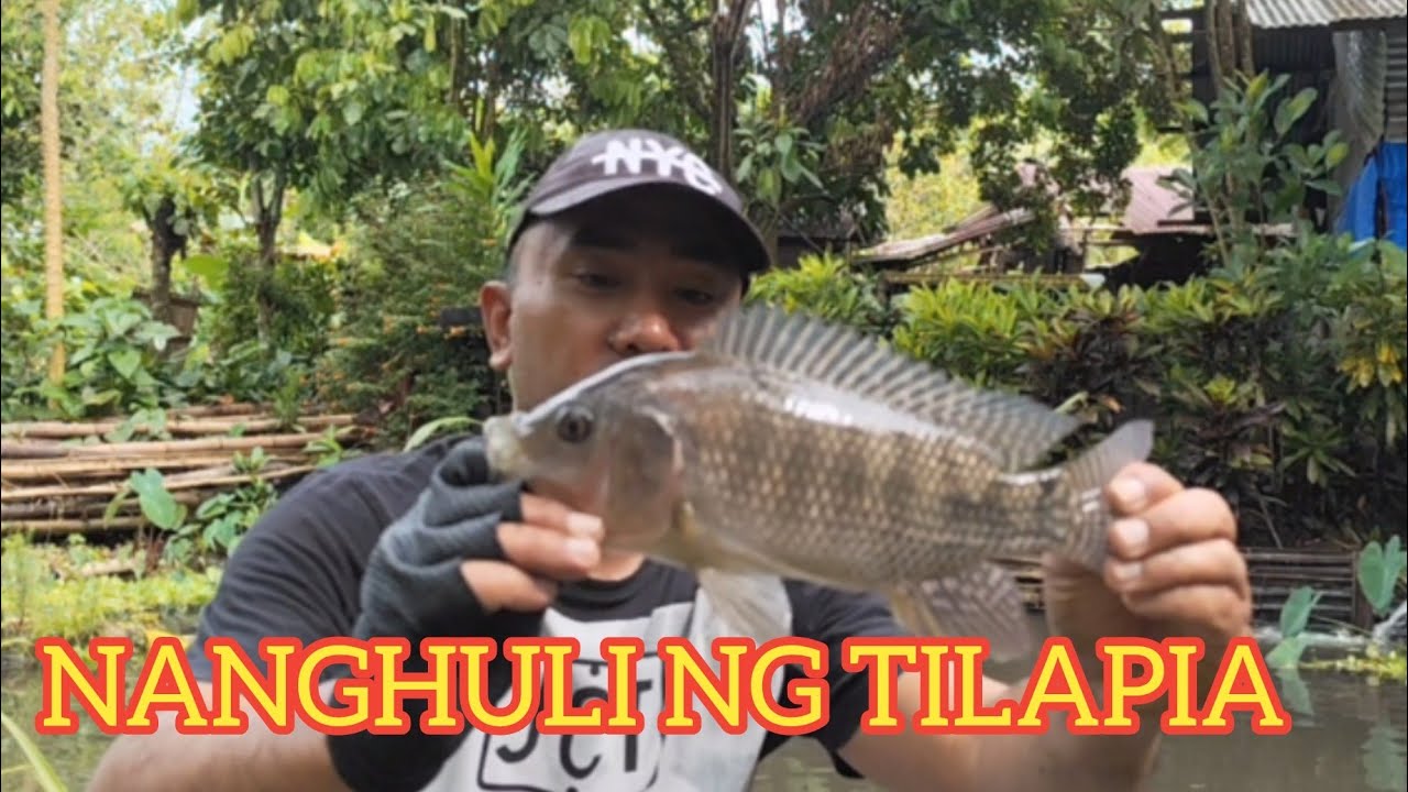 CATCHING TILAPIA | BACKYARD FISH POND 