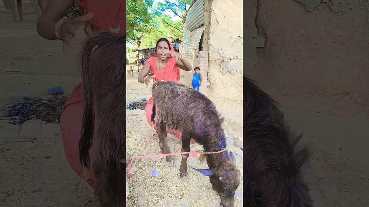 nanna potty#funny #comedyfilms #comedy #comedynew #dance