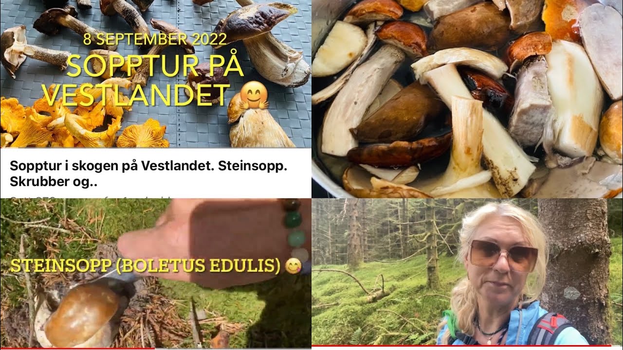 Sopptur i skogen på Vestlandet. Steinsopp. Skrubber og..