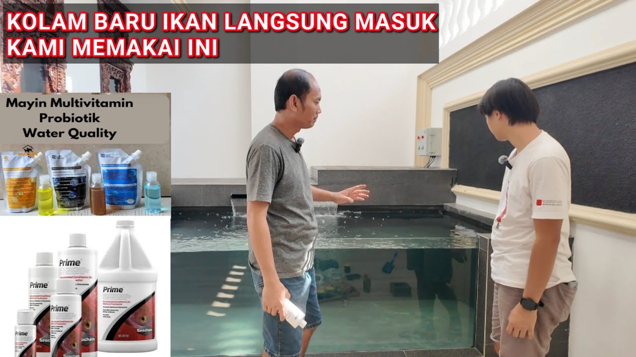 CARA KAMI MENANGANI KOLAM KOI BARU | IKAN LANGSUNG MASUK | KOLAM KOI CABE RAWIT KAHURIPAN SIDOARJO