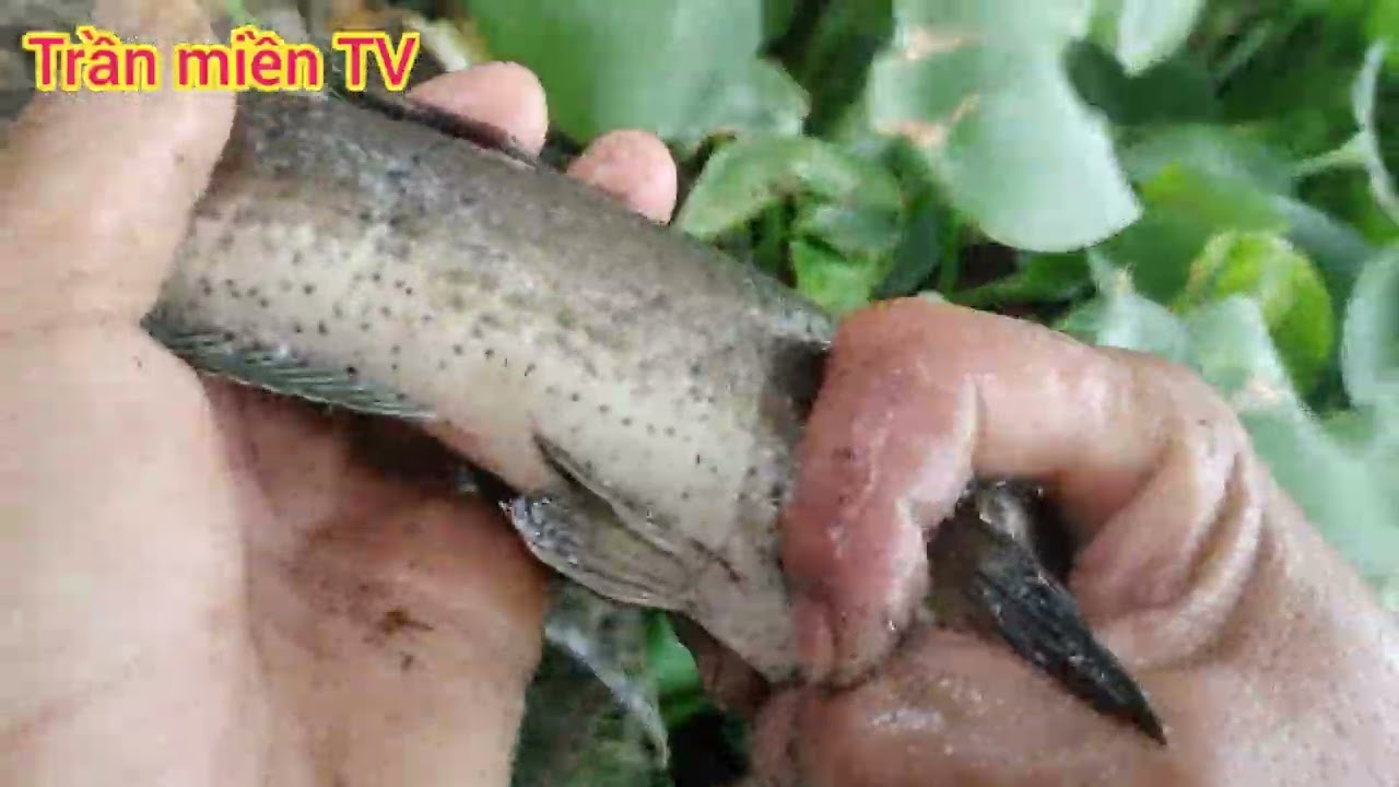 Mừng 7tết đổ Lờ Bạc Liêu với em mãi trúng cá Lóc khủng không 