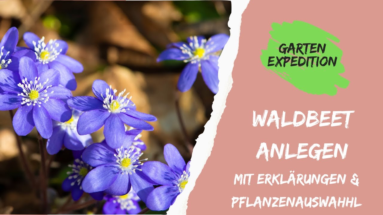 So Gestaltest Du Ein Perfektes Waldbeet: Auswahl und Tipps für Einheimische Pflanzen! #naturgarten